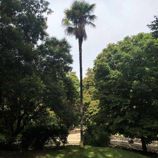 Palmera de Fortune  en el Parque del Retiro