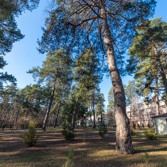 Поодиноко стоячі віковічні сосни