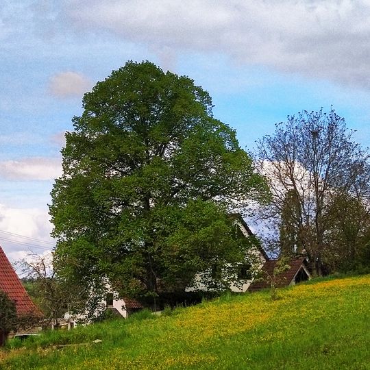 Eiche bei der Talmühle