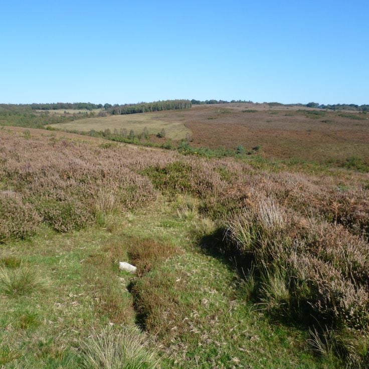 Ashdown Forest