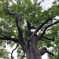 Dub u rybníka Šanda