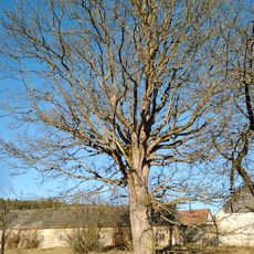 Javor klen u Podhradských