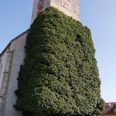 Efeustock am Kirchturm