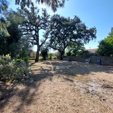 Árvore isolada em Pocariça