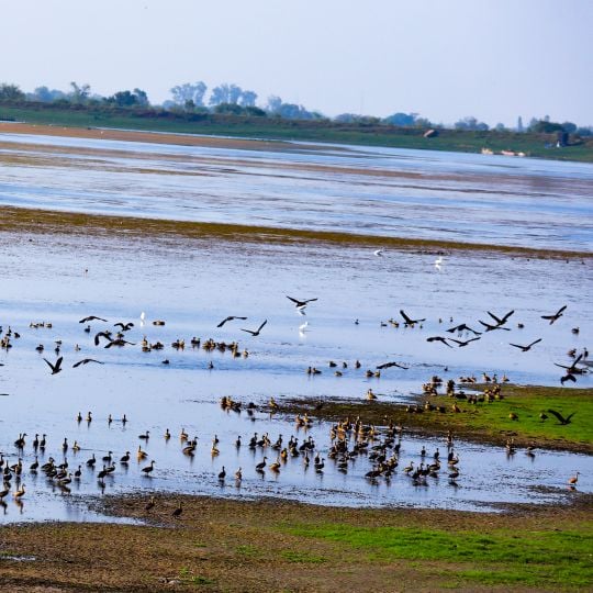 Wadhvana Bird Sanctuary