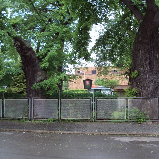 Lípy u českolipského kostela