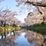 Avenida das Cerejeiras em Flor do Castelo de Hirosaki