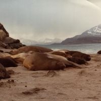 Kerguelen Islands