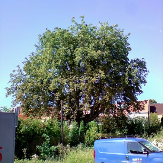 Kaštan v zahradě u domu čp. 52 v Jarošovské ulici