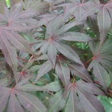 Parc botanique du Prieuré d'Orchaise