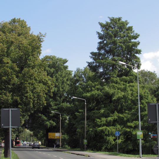 Sumpfzypressenallee Grillendamm