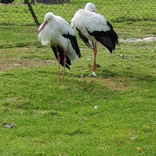 Parc à cigognes