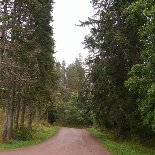 Пихтовая аллея по дороге к кладбищу