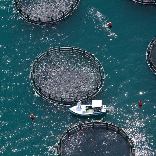 Ribogojnica Fonda - Baza