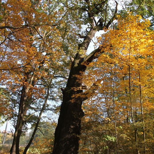 Dub letní na Hluboké III