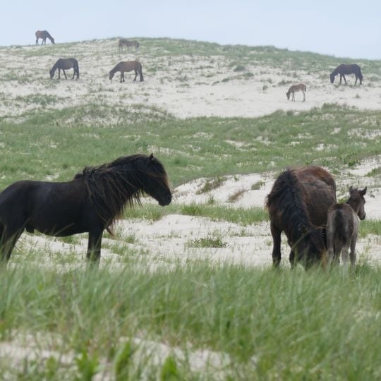 Sable Island National Park Reserve