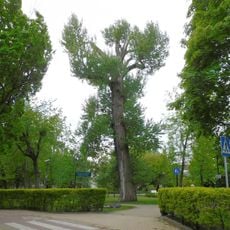 Pomnikowa topola biała w parku Południowym