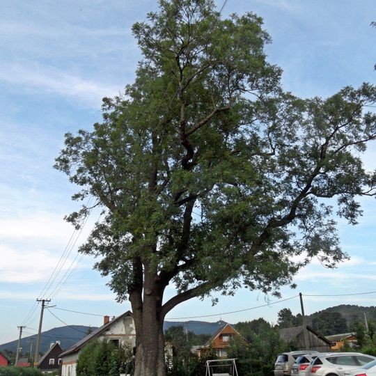 Jasan u Šalenů v Adolfovicích