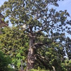 Árvore isolada em Convento das Cabanas