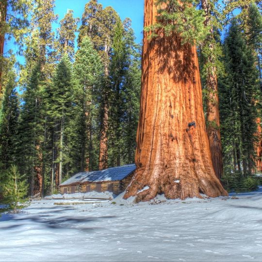 Mariposa Grove