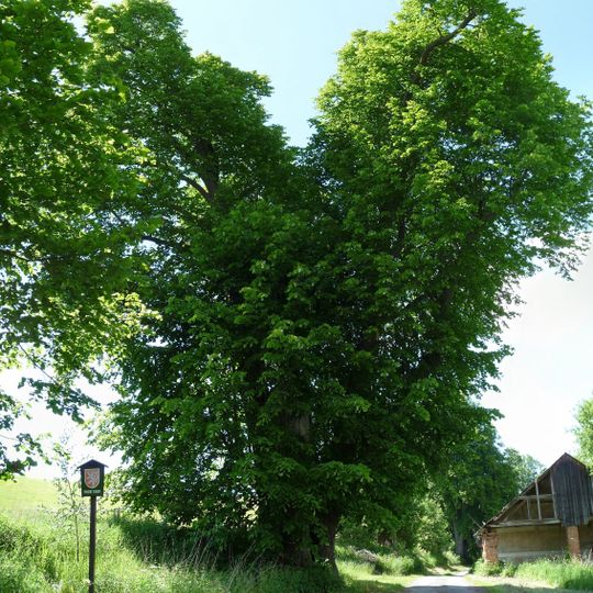 Lípa ve Vatětické aleji