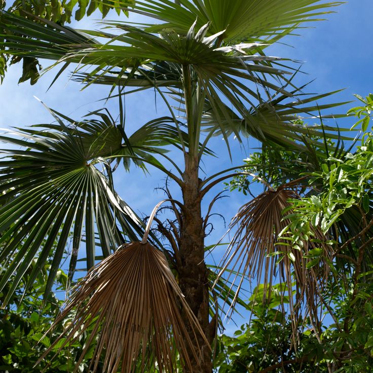 National Botanical Garden Dr. Rafael M. Moscoso