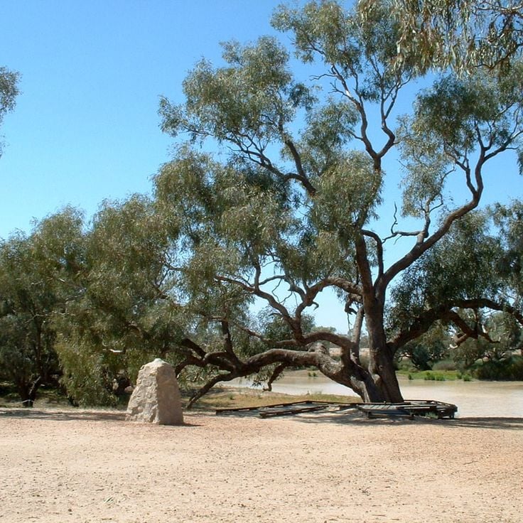 Dig Tree