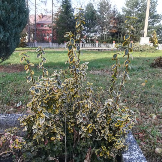 Głuchów, Turek County