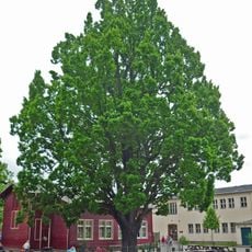 Luther oak Strehlen