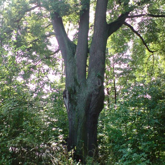 Lípa u rybníku Pazderna u J. Hradce