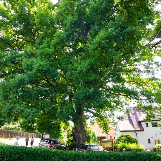 Dub u hudební školy