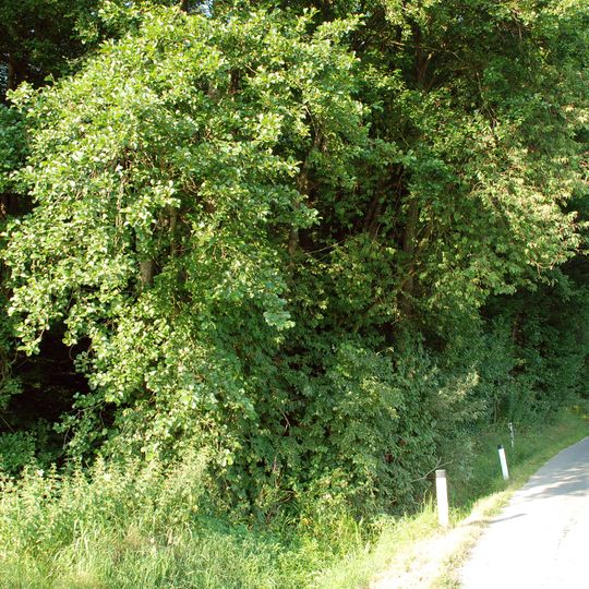 Grabhügelgruppe Großöden