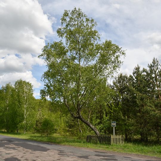 Береза чорна