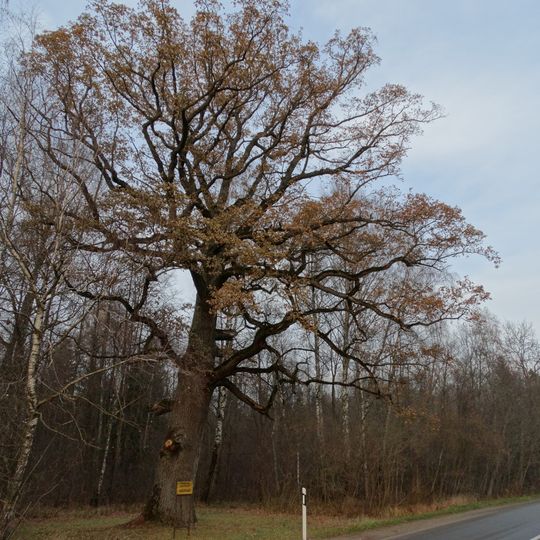 Teodoras Grotusas oak