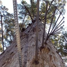 Diamond Tree