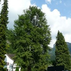 Natural monument "Ginkgo biloba"
