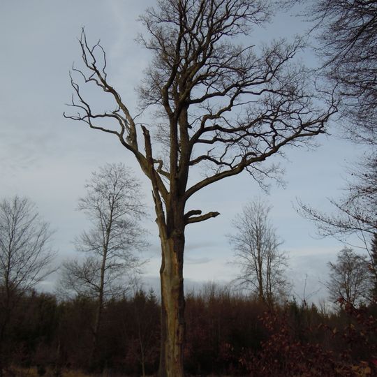 Hubertus-Eiche am Lindach