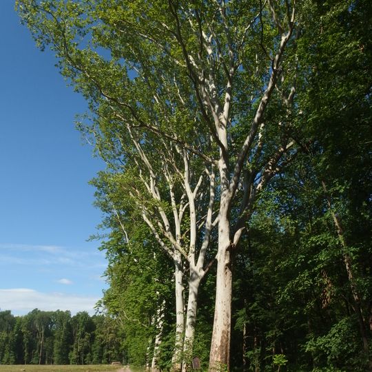 Stromořadí platanů,dubů a jírovců - Mucharov Strážnice
