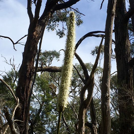 Buckley Nature Conservation Reserve