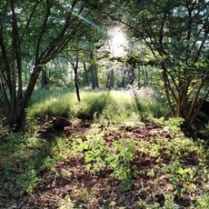 Baraggia di Piano Rosa