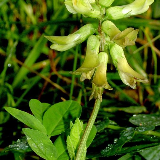 Mythe Railway Nature Reserve