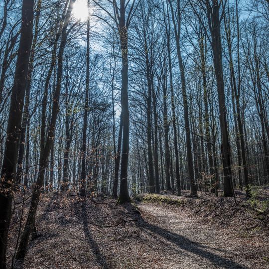 Naturwaldreservat Mordgrund