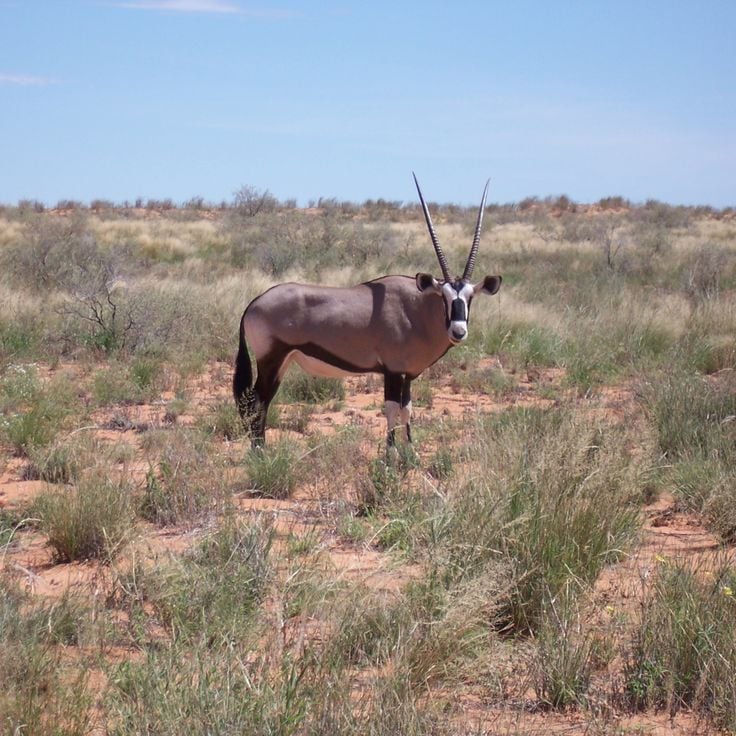 Kgalagadi Sınır Aşan Parkı