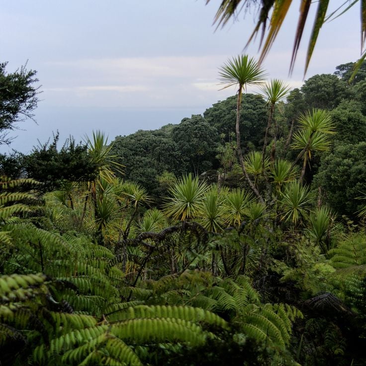 Tiritiri Matangi Island