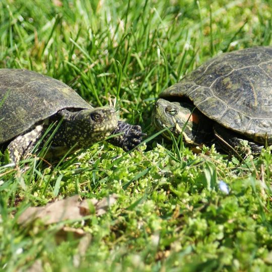 Kecskeméti Vadaskert