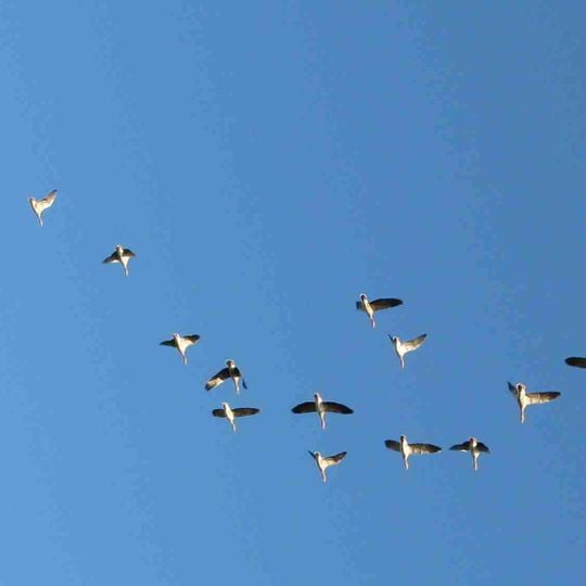 Vogelschutzgebiet 'Weseraue'