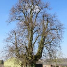 Tilleul de Sambeek