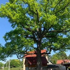 ND Stieleiche Meeraner Straße