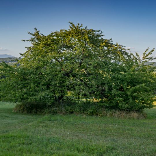 Memorable cherry tree