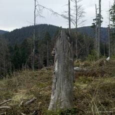 Nesselscheibe